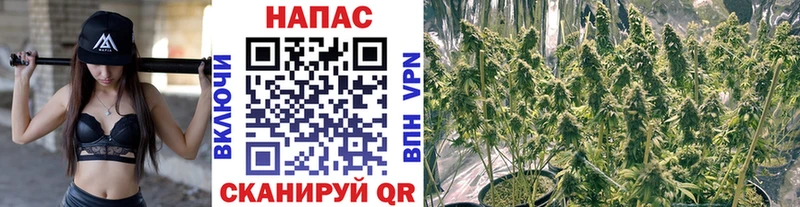 Конопля план купить наркотик mega tor Павловская
